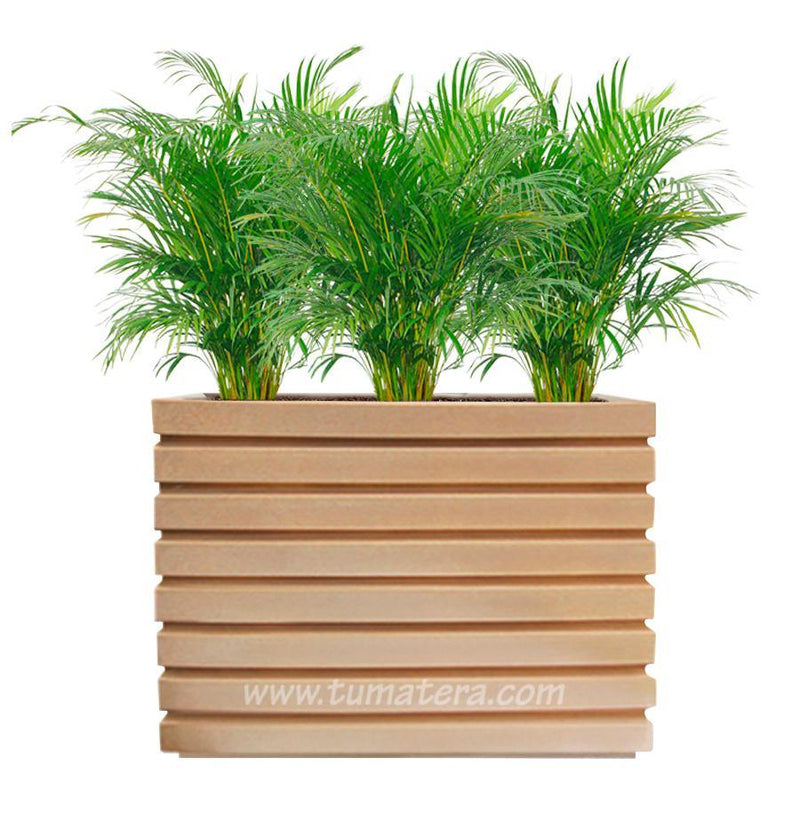 COMBO JARDINERA 100 X 60 CM CON PALMA ARECA - Tumatera.co
