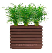 COMBO JARDINERA 100 X 60 CM CON PALMA ARECA - Tumatera.co