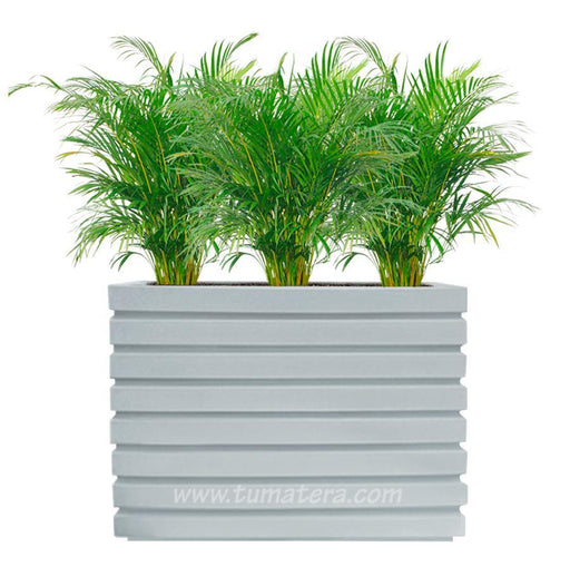 COMBO JARDINERA 100 X 60 CM CON PALMA ARECA - Tumatera.co