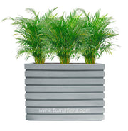 COMBO JARDINERA 100 X 60 CM CON PALMA ARECA - Tumatera.co