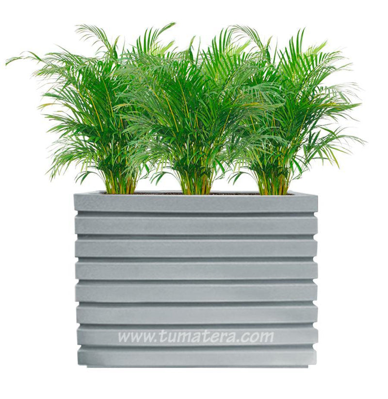 COMBO JARDINERA 100 X 60 CM CON PALMA ARECA - Tumatera.co