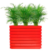 COMBO JARDINERA 100 X 60 CM CON PALMA ARECA - Tumatera.co