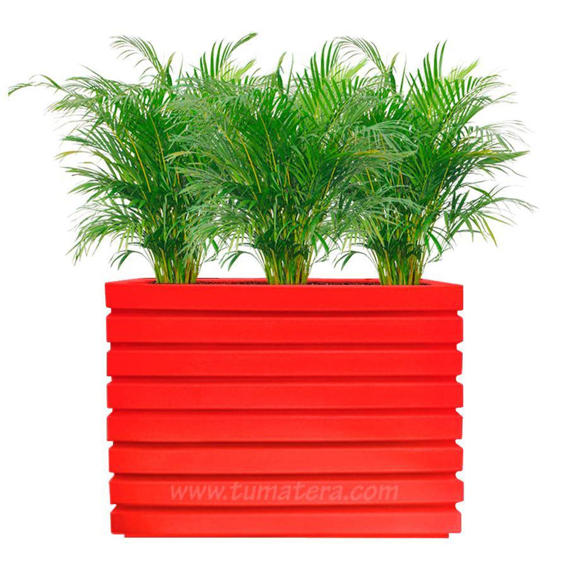COMBO JARDINERA 100 X 60 CM CON PALMA ARECA - Tumatera.co