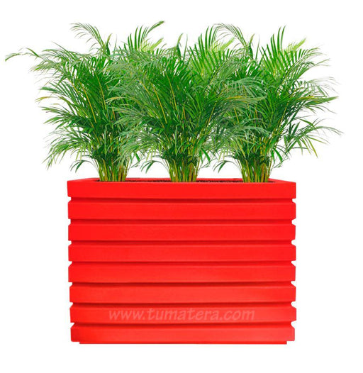 COMBO JARDINERA 100 X 60 CM CON PALMA ARECA - Tumatera.co