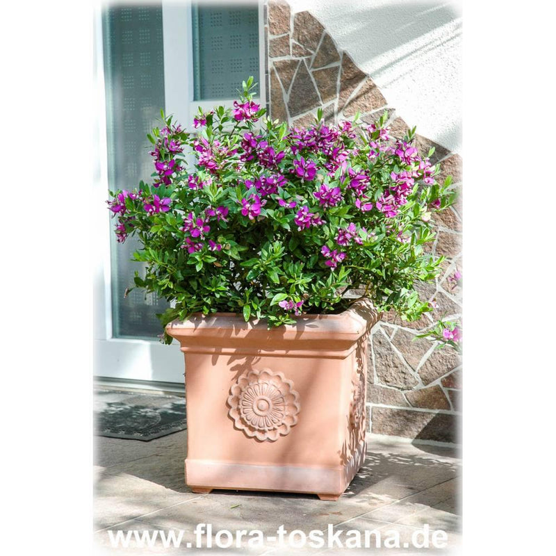Planta Polygala en uso con maceta cafe