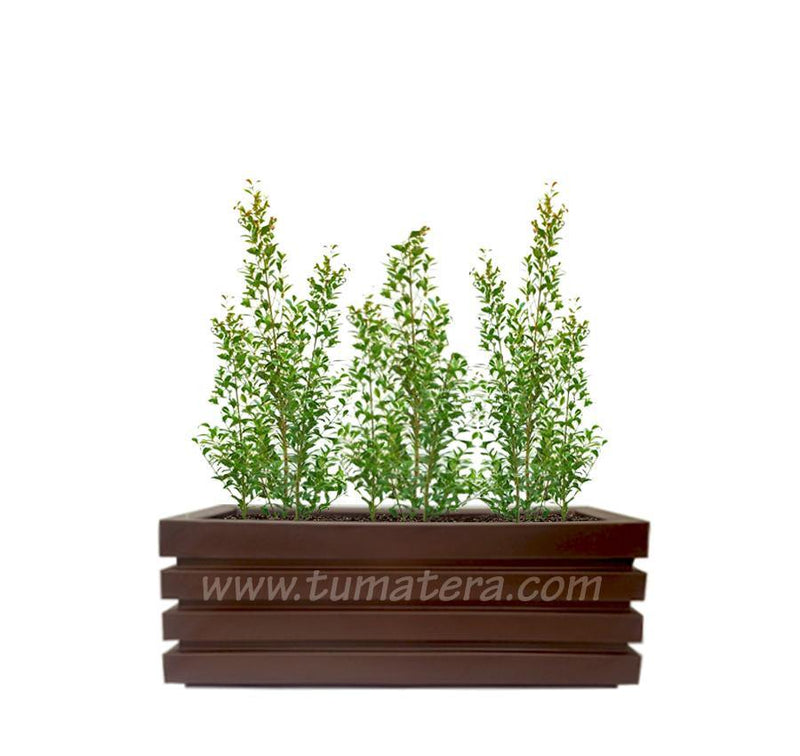 COMBO JARDINERA 90 CM CON EUGENIAS - Tumatera.co