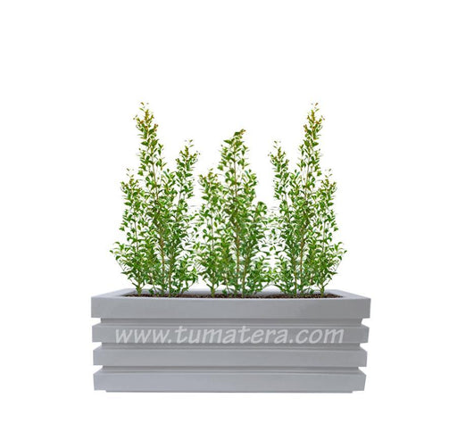 COMBO JARDINERA 90 CM CON EUGENIAS - Tumatera.co