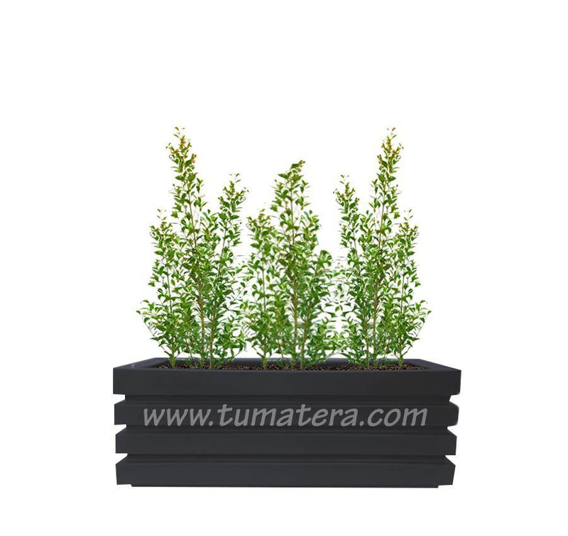 COMBO JARDINERA 90 CM CON EUGENIAS - Tumatera.co
