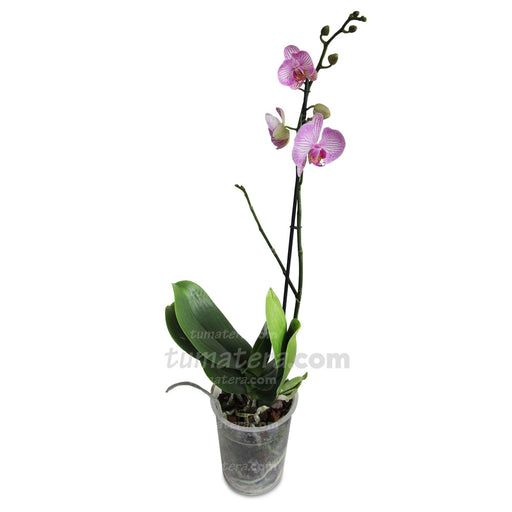 ORQUIDEA PHALAENOPSIS 1 VARA - Tumatera.co