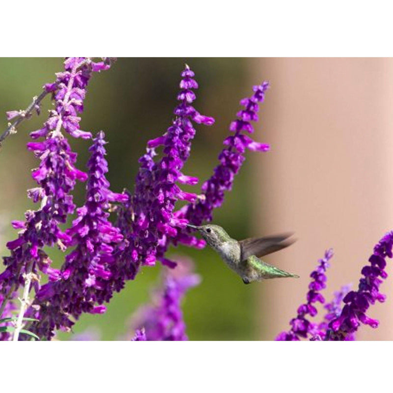 Planta Salvia Mexicana vista de petalos