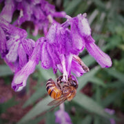 Planta Salvia Mexicana vista de flores
