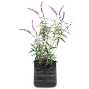 Planta Salvia Mexicana frontal