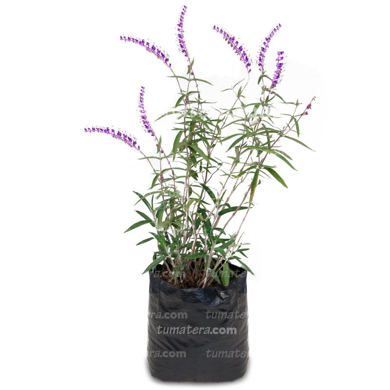 Planta Salvia Mexicana frontal