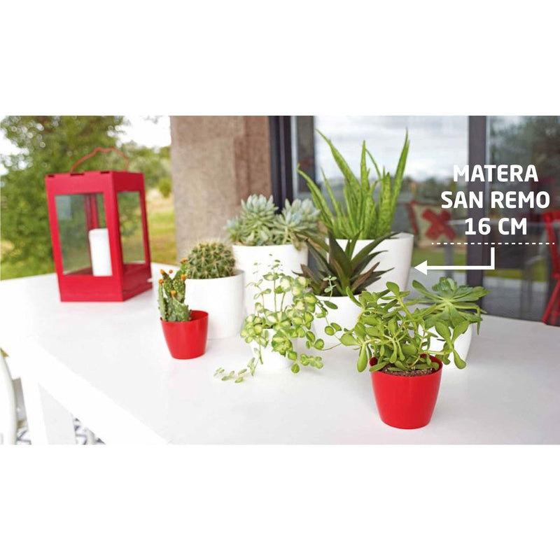 MATERA SAN REMO 16 CM - Tumatera.co