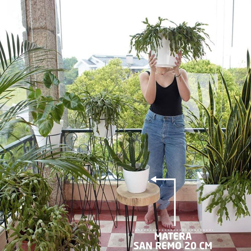 MATERA SAN REMO 20 CM - Tumatera.co