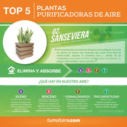 COMBO CUBO 48 CM CON SANSEVIERIA - Tumatera.co