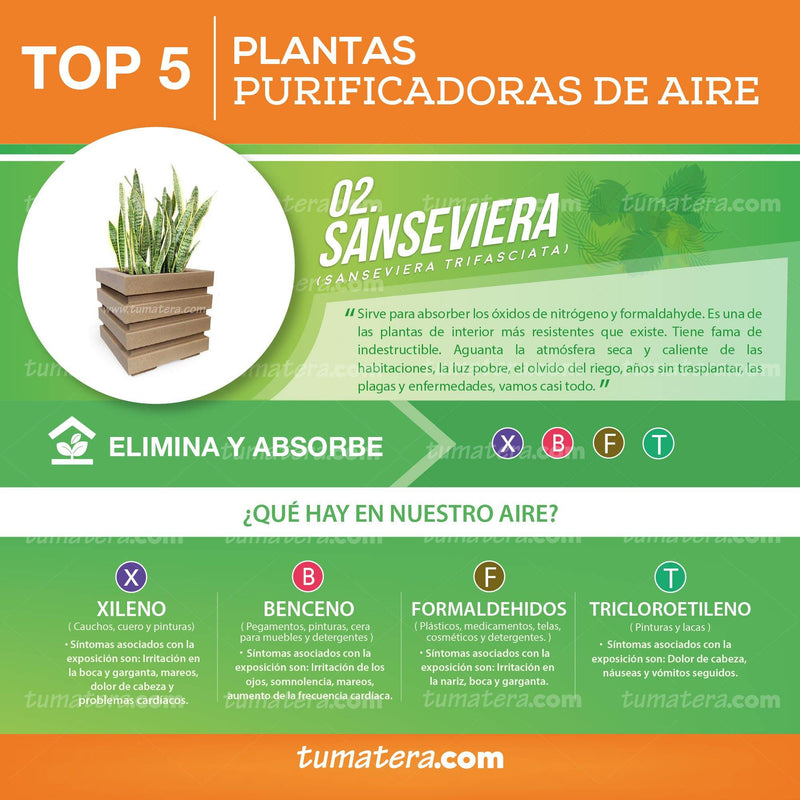 COMBO CUBO 48 CM CON SANSEVIERIA - Tumatera.co