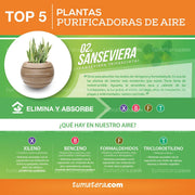 COMBO ESFERA 50 CM CON SANSEVIERIA - Tumatera.co