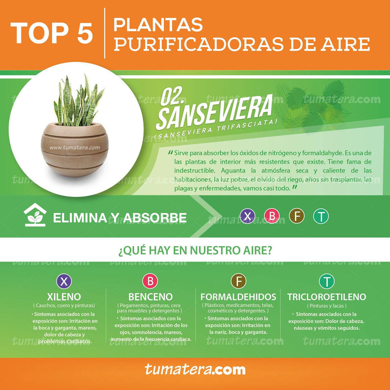 COMBO ESFERA 50 CM CON SANSEVIERIA - Tumatera.co