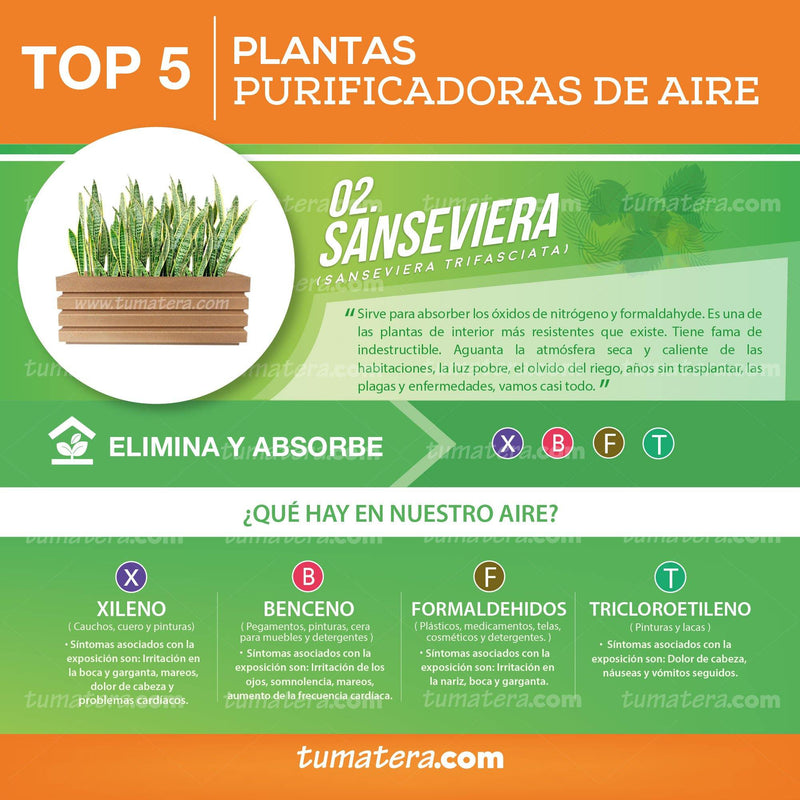 COMBO JARDINERA 90 CM CON SANSEVIERA - Tumatera.co