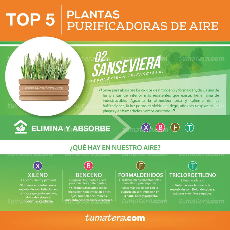 COMBO JARDINERA 70 CM CON SANSEVIERA - Tumatera.co