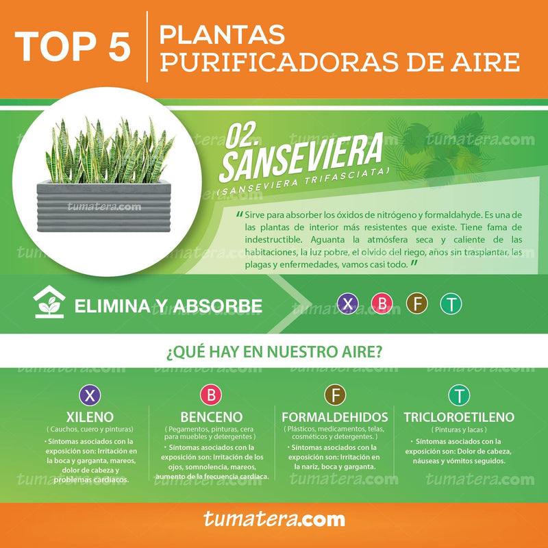 COMBO JARDINERA CEMENTO 90 CM CON SANSEVIERIA - Tumatera.co