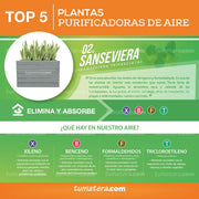 COMBO JARDINERA CEMENTO ACANALADA 100 X 60 CM CON SANSEVIERA - Tumatera.co