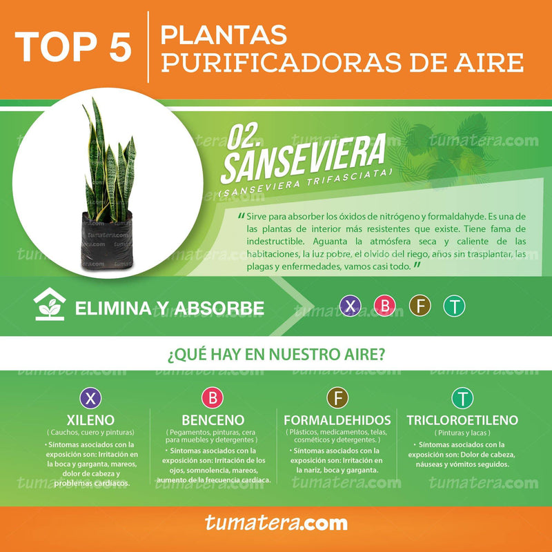 PLANTA SANSEVIERA B35 - Tumatera.co