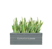 COMBO JARDINERA CEMENTO 90 CM CON SANSEVIERIA - Tumatera.co
