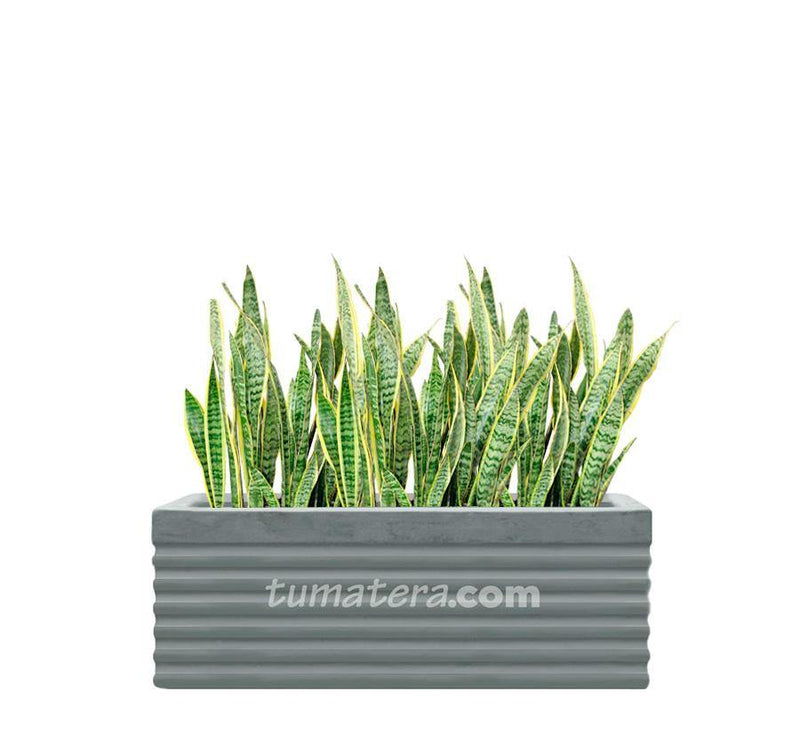 COMBO JARDINERA CEMENTO 90 CM CON SANSEVIERIA - Tumatera.co