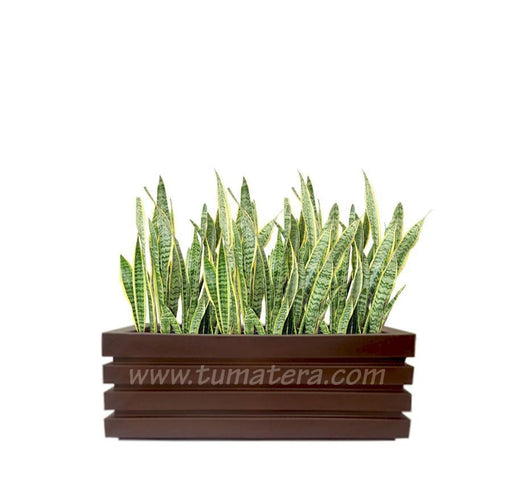 COMBO JARDINERA 90 CM CON SANSEVIERA - Tumatera.co