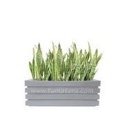 COMBO JARDINERA 90 CM CON SANSEVIERA - Tumatera.co