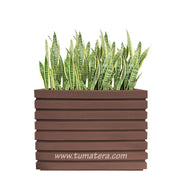 COMBO JARDINERA 100 X 60 CM CON SANSEVIERIA - Tumatera.co