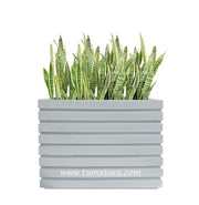COMBO JARDINERA 100 X 60 CM CON SANSEVIERIA - Tumatera.co