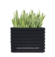 COMBO JARDINERA 100 X 60 CM CON SANSEVIERIA - Tumatera.co
