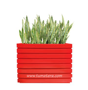 COMBO JARDINERA 100 X 60 CM CON SANSEVIERIA - Tumatera.co