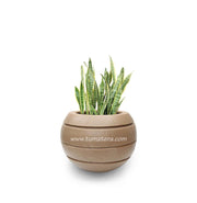 COMBO ESFERA 50 CM CON SANSEVIERIA - Tumatera.co