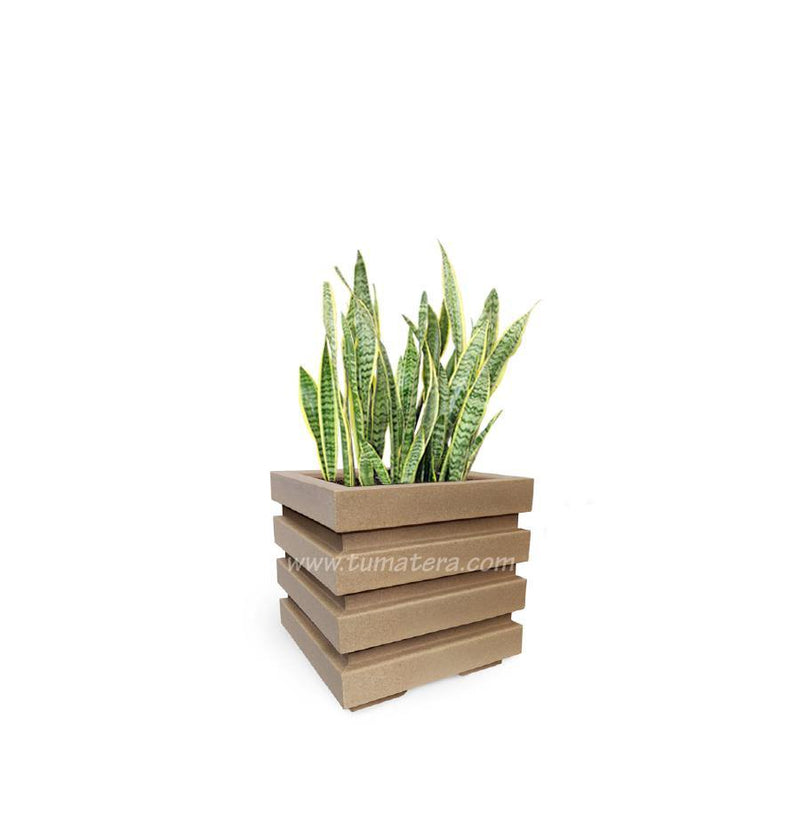 COMBO CUBO 48 CM CON SANSEVIERIA - Tumatera.co