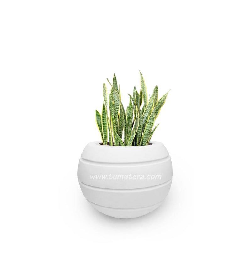 COMBO ESFERA 50 CM CON SANSEVIERIA - Tumatera.co