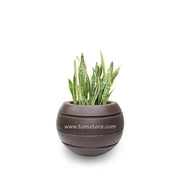 COMBO ESFERA 50 CM CON SANSEVIERIA - Tumatera.co