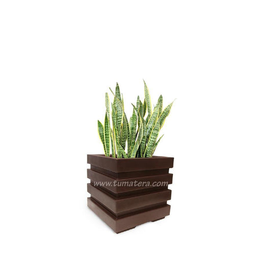 COMBO CUBO 48 CM CON SANSEVIERIA - Tumatera.co