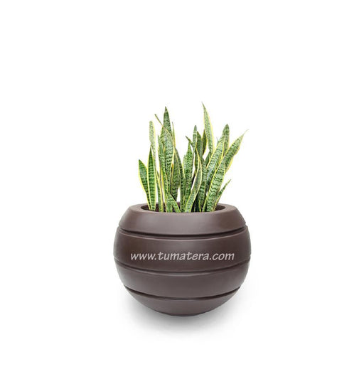 COMBO ESFERA 50 CM CON SANSEVIERIA - Tumatera.co