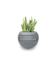 COMBO ESFERA 50 CM CON SANSEVIERIA - Tumatera.co
