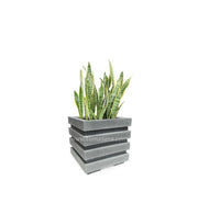 COMBO CUBO 48 CM CON SANSEVIERIA - Tumatera.co