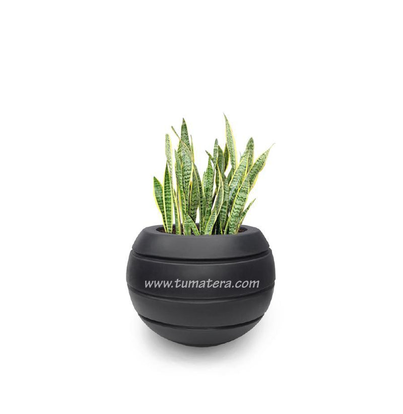 COMBO ESFERA 50 CM CON SANSEVIERIA - Tumatera.co