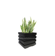 COMBO CUBO 48 CM CON SANSEVIERIA - Tumatera.co