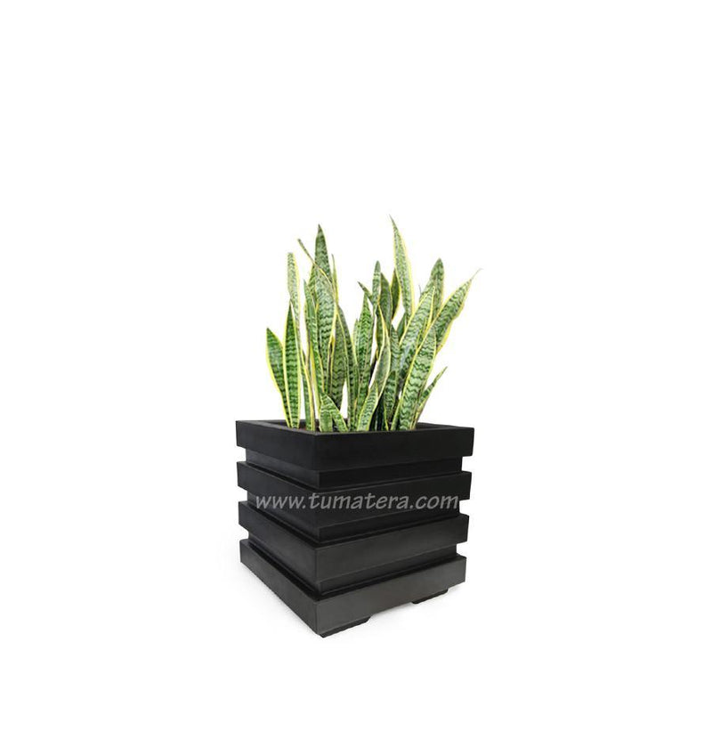 COMBO CUBO 48 CM CON SANSEVIERIA - Tumatera.co