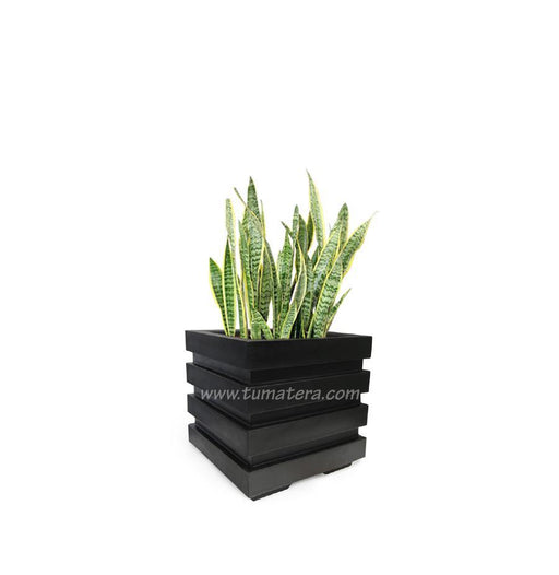 COMBO CUBO 48 CM CON SANSEVIERIA - Tumatera.co