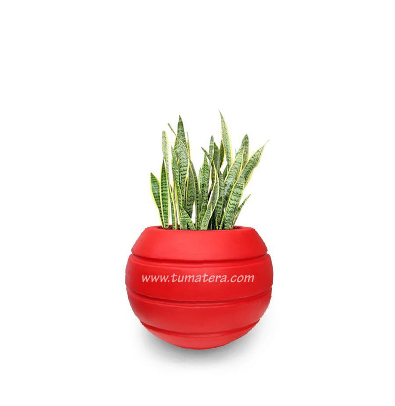 COMBO ESFERA 50 CM CON SANSEVIERIA - Tumatera.co