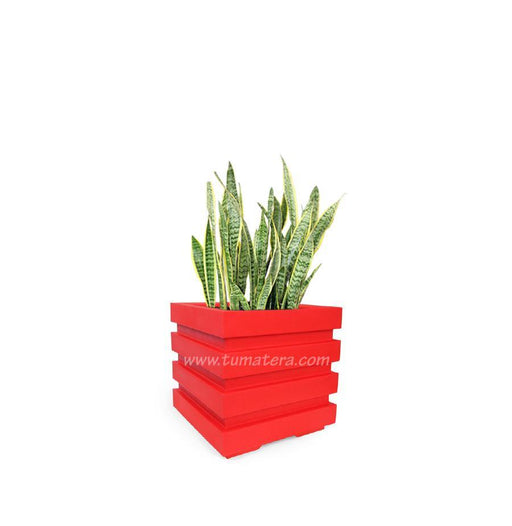 COMBO CUBO 48 CM CON SANSEVIERIA - Tumatera.co